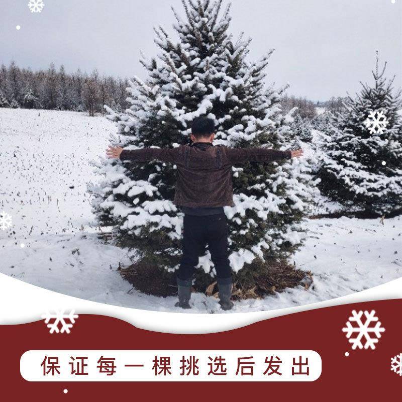 真的诺贝松真树松圣云诞节绿植树圣诞树盆栽真79317树活的的挪威