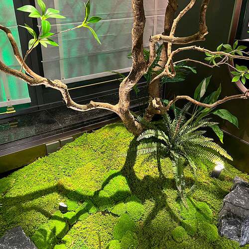 仿SOD真马醉木橱造景植物窗室内高端仿景生绿植装饰约树大型假树