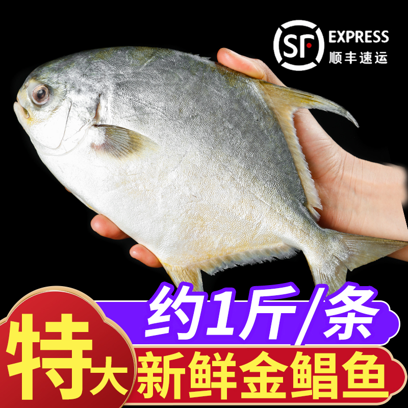 高品质！高评分！深海金鲳鱼特大