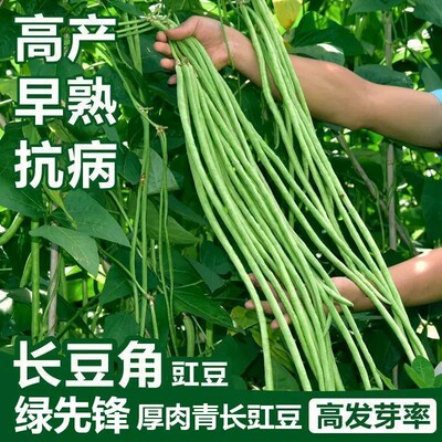兰妃特长豆角种子高产易种