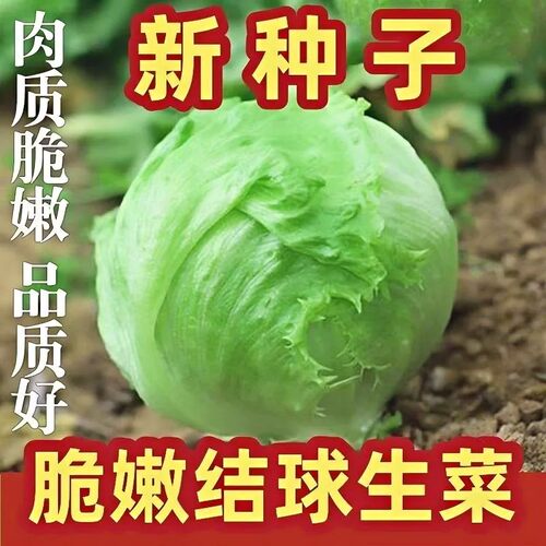 结球生菜种子四季阳台易种盆栽