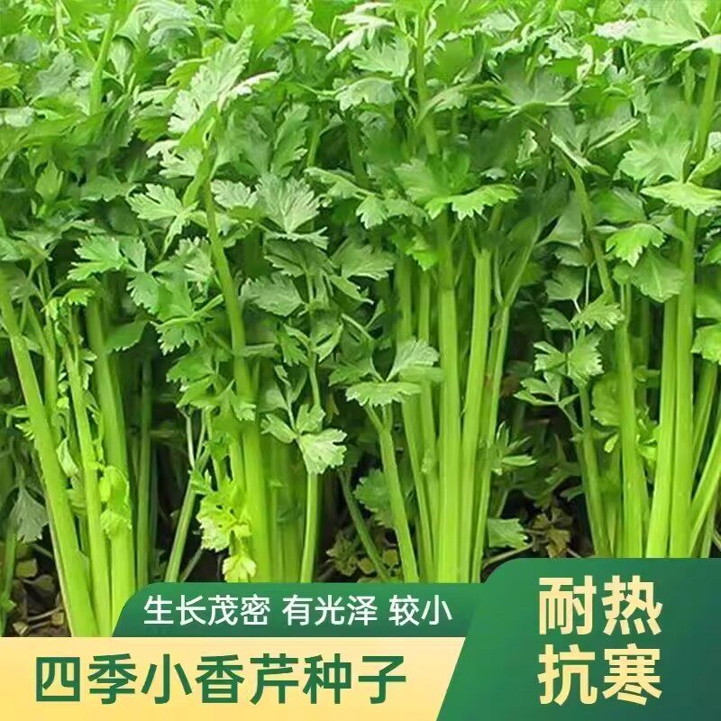 四季小香芹籽种子芹菜种子香味浓郁实心芹菜籽四季播农家蔬菜种子