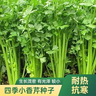 四季小香芹籽种子芹菜种子香味浓郁实心芹菜籽四季播农家蔬菜种子
