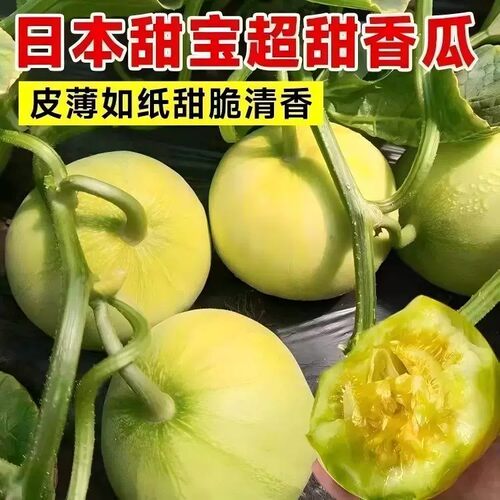 兰妃日本甜宝甜瓜种子冰糖超甜