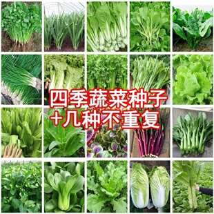 四季优质蔬菜种子套餐种籽各种菜籽萝卜生菜菠菜香葱白菜籽种大全