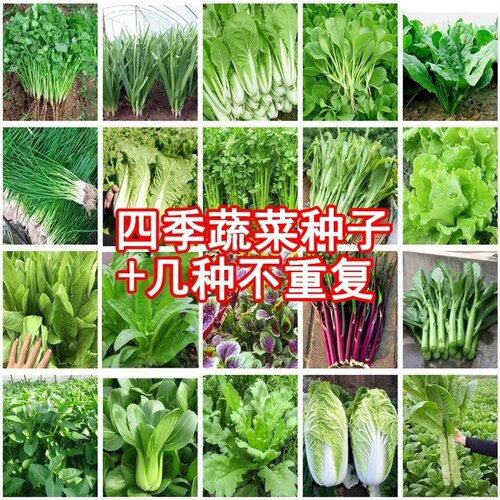 兰妃四季蔬菜种子套餐新手易种