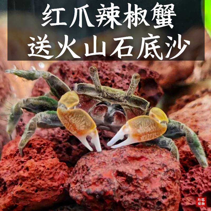 速发辣椒蟹螃蟹送火山寄恶魔蟹石藻蟹除居清理残渣迷你观赏蟹