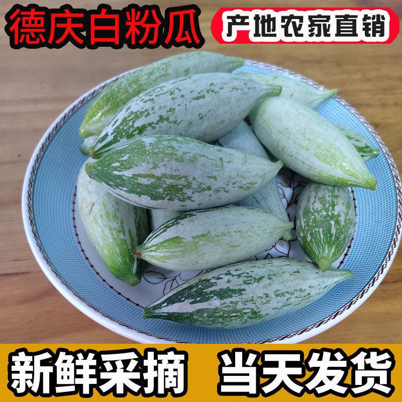 德庆白粉瓜老鼠瓜广东肇庆特产蔬菜新鲜采摘现货直发爬藤瓜包邮
