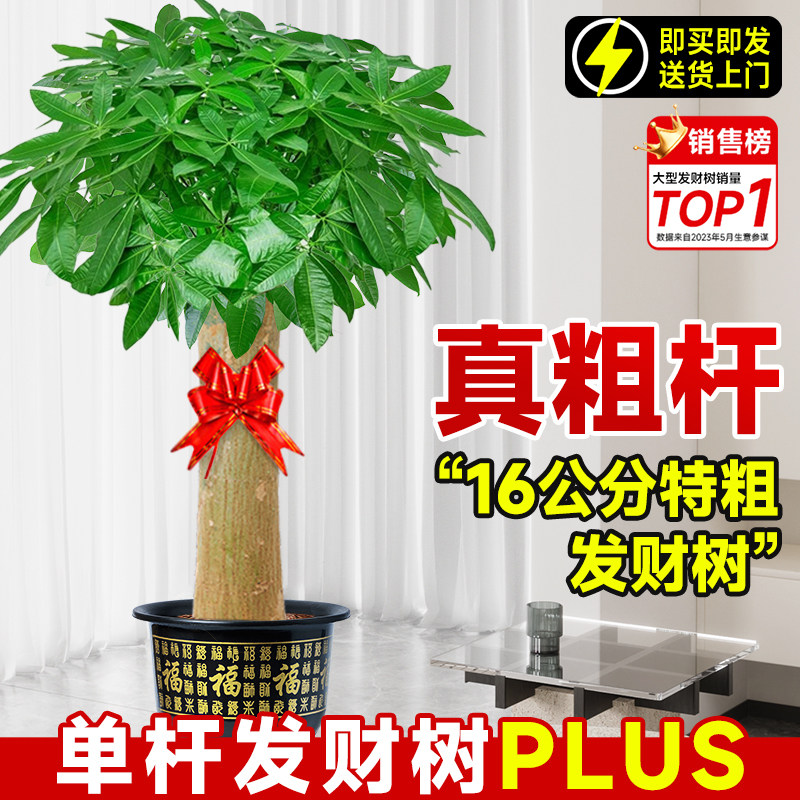 速发发财树客厅大盆栽202之新款大棵粗杆招财树摆办公室乔迁5喜绿