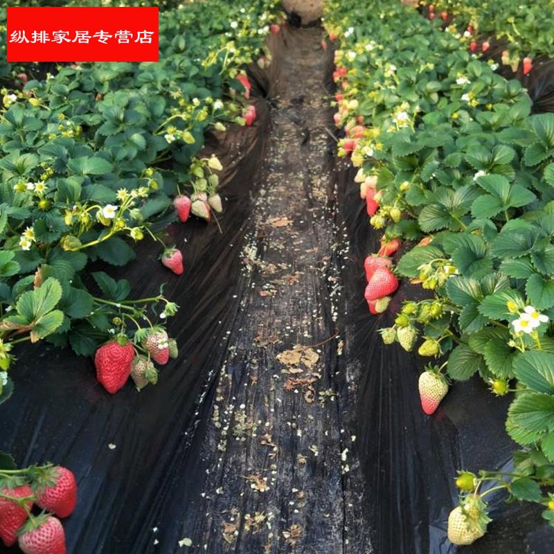速发四季草莓奶油草莓特大超甜庭院台易种盆栽易活苗带花带果