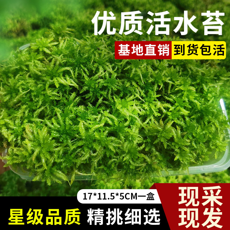 速发水苔水菌鲜活水植干无苔蝴蝶兰花营养土苔藓石斛食虫苔物