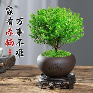 速发梵凡好室小叶赤楠盆景植物室内花办栽物桌面盆公绿植好养