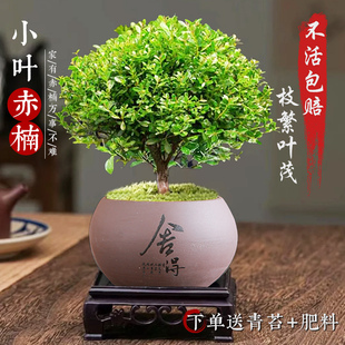 速发小办赤楠盆景老桩金丝楠木绿植小叶紫檀水内室培植物叶公室盆