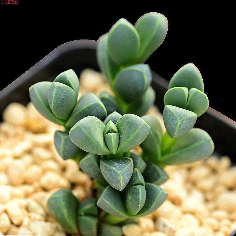 速发鹿角海棠多肉植物易爆盆会开花羣生新手好养桌面台绿植花卉盆