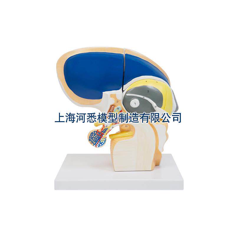 间脑直观模型