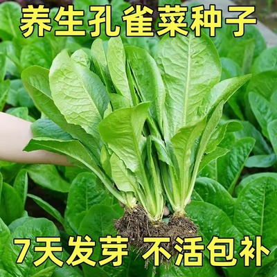 孔雀菜种子四季种植简单沙拉生菜种籽耐热耐寒阳台盆栽蔬菜种孑