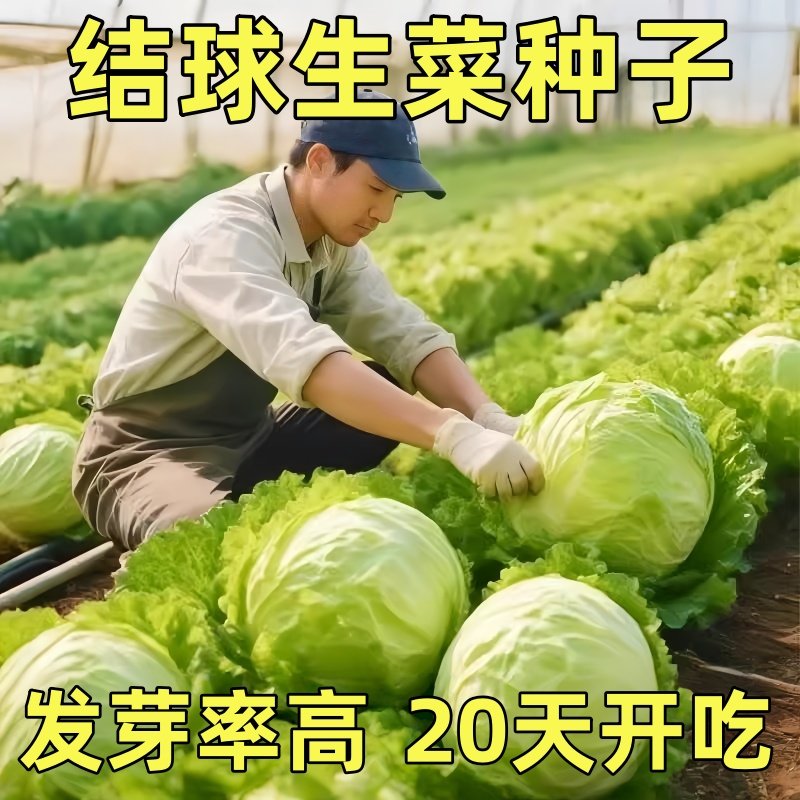 结球生菜甜脆汉堡生菜种子脆四季蔬菜秋冬季蔬菜种子球菜球形生菜,鲜花速递/花卉仿真/绿植园艺,家庭园艺种子,淘宝优惠券,粉丝福利购,淘宝优惠卷