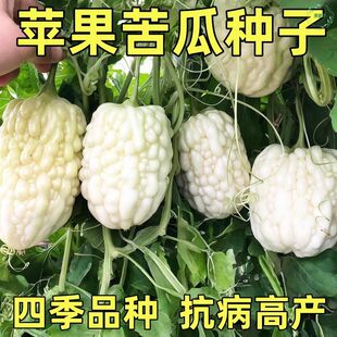 苹果苦瓜种子白苦瓜种籽四季孑春夏秋种子蔬菜籽蔬果水果农作物菜