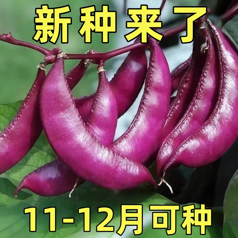 摘不败宽扁眉豆种春秋冬季扁青紫色豆角种子刀豆扁豆豇豆蔬菜种子