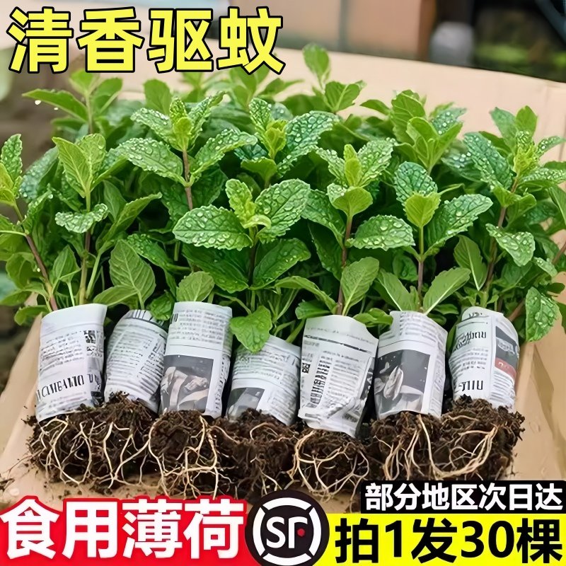 柠檬薄荷盆栽新鲜可食用薄荷叶苗驱蚊草水培好养花卉室内绿植物,鲜花速递/花卉仿真/绿植园艺,种苗/半成品盆栽,淘宝优惠券,粉丝福利购,淘宝优惠卷
