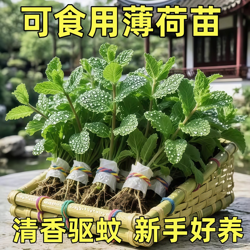 正宗中华土薄荷苗盆栽驱蚊新鲜真正清凉野薄荷叶可食用自然水培
