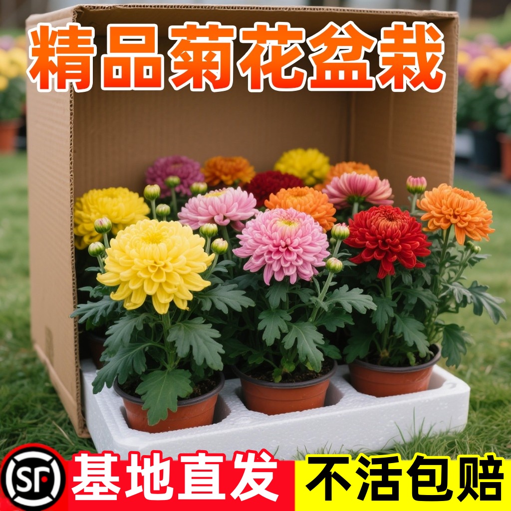 重瓣荷兰菊花盆栽菊花室内阳台耐寒耐热花卉对版开花好养易活飘香