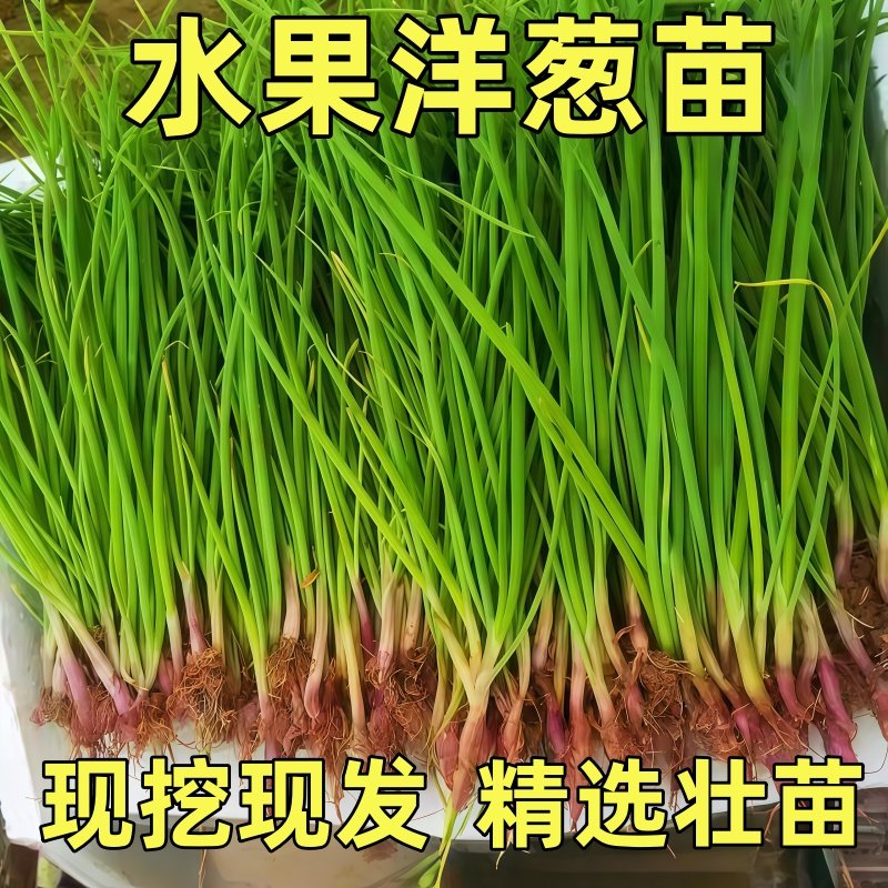 水果洋葱秧苗紫皮扁圆洋葱苗冬季种植蔬菜种苗阳台四季蔬菜苗批发,鲜花速递/花卉仿真/绿植园艺,种苗/半成品盆栽,淘宝优惠券,粉丝福利购,淘宝优惠卷