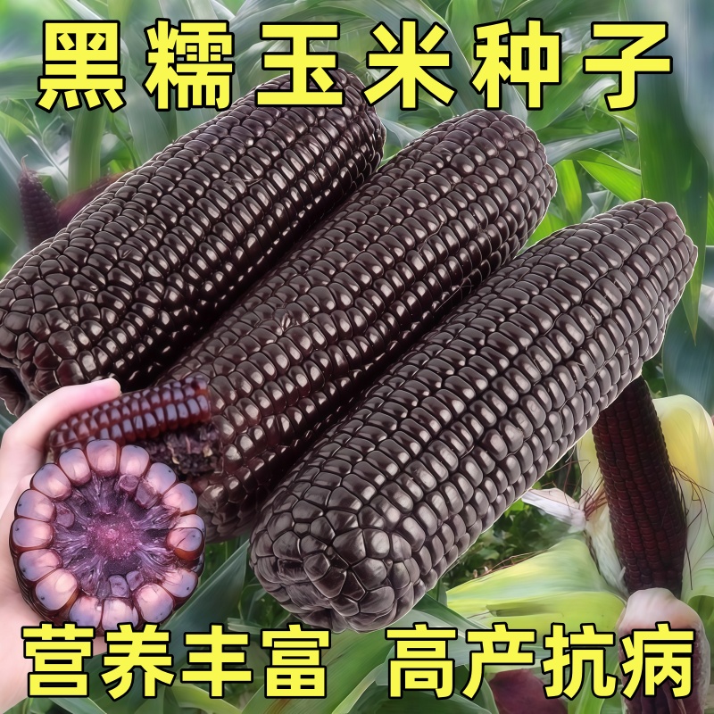 黑甜糯玉米种子富含花青素高产东北玉米种籽甜加糯水果苞米孑大全