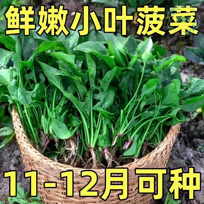 小叶菠菜种子四季秋冬蔬菜高钙家用保健快速冬季蔬菜种子菜籽菜
