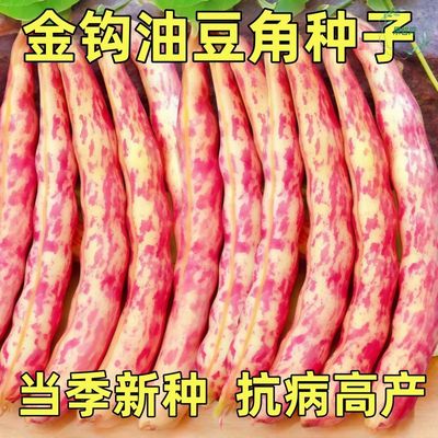 东北红金勾钩豆角种子种籽沟扁豆芸豆红豆角四季黄金钩油豆大全