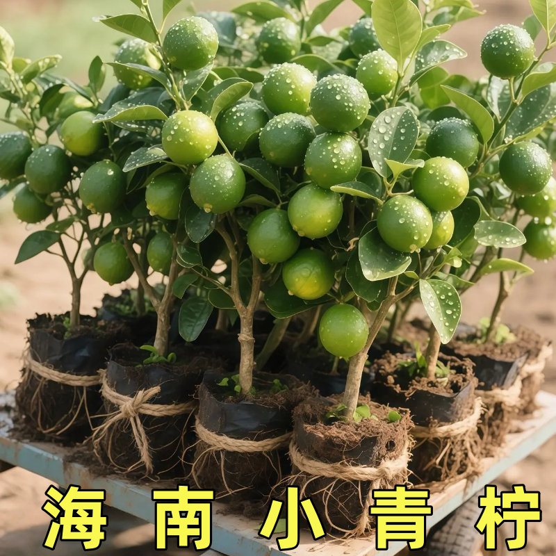海南小青柠树苗四季结果金桔柠檬嫁接小青桔阳台盆栽地栽庭院