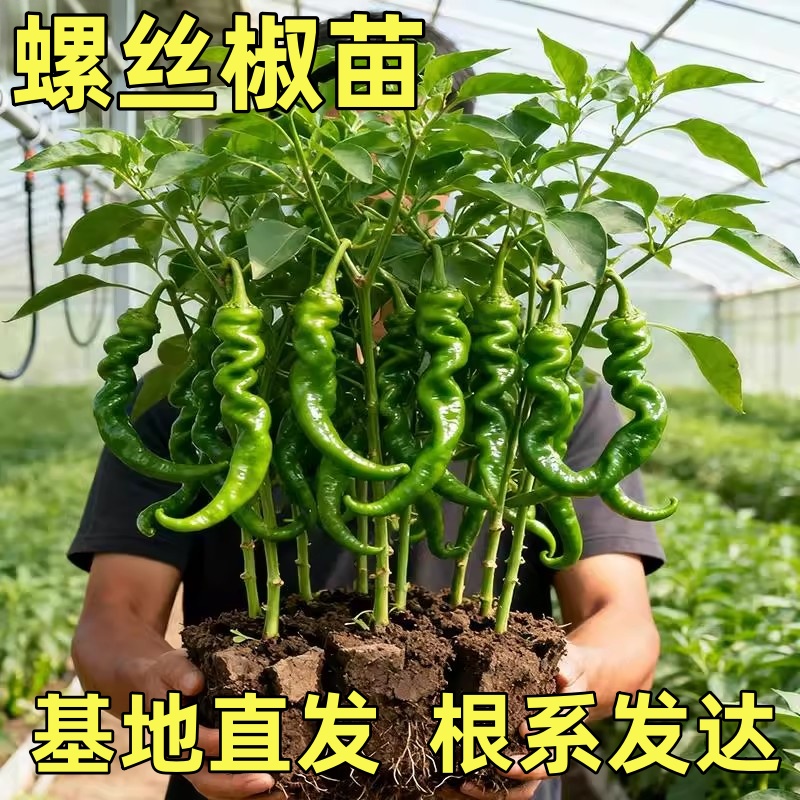 螺丝椒苗带土辣椒苗香辣种苗薄皮辣椒螺丝椒新鲜长线微辣蔬菜秧苗