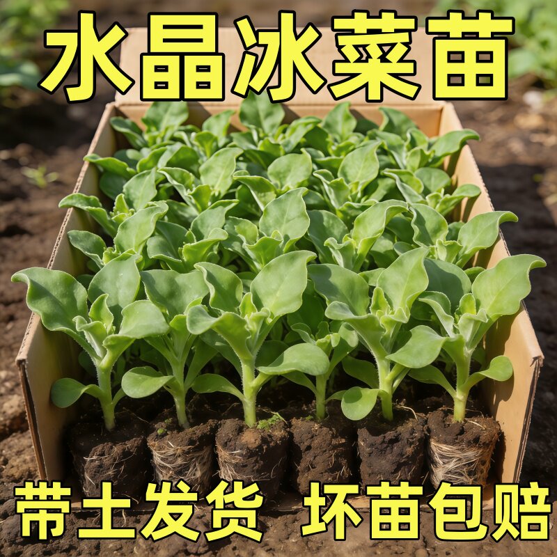 水晶冰菜大苗秧苗冰菜苗带土苗冰菜生吃凉拌菜冰菜种子正宗冰晶菜