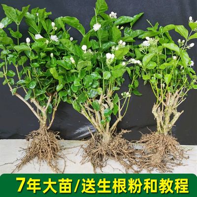 茉莉花苗室外绿植卉阳台盆栽四季