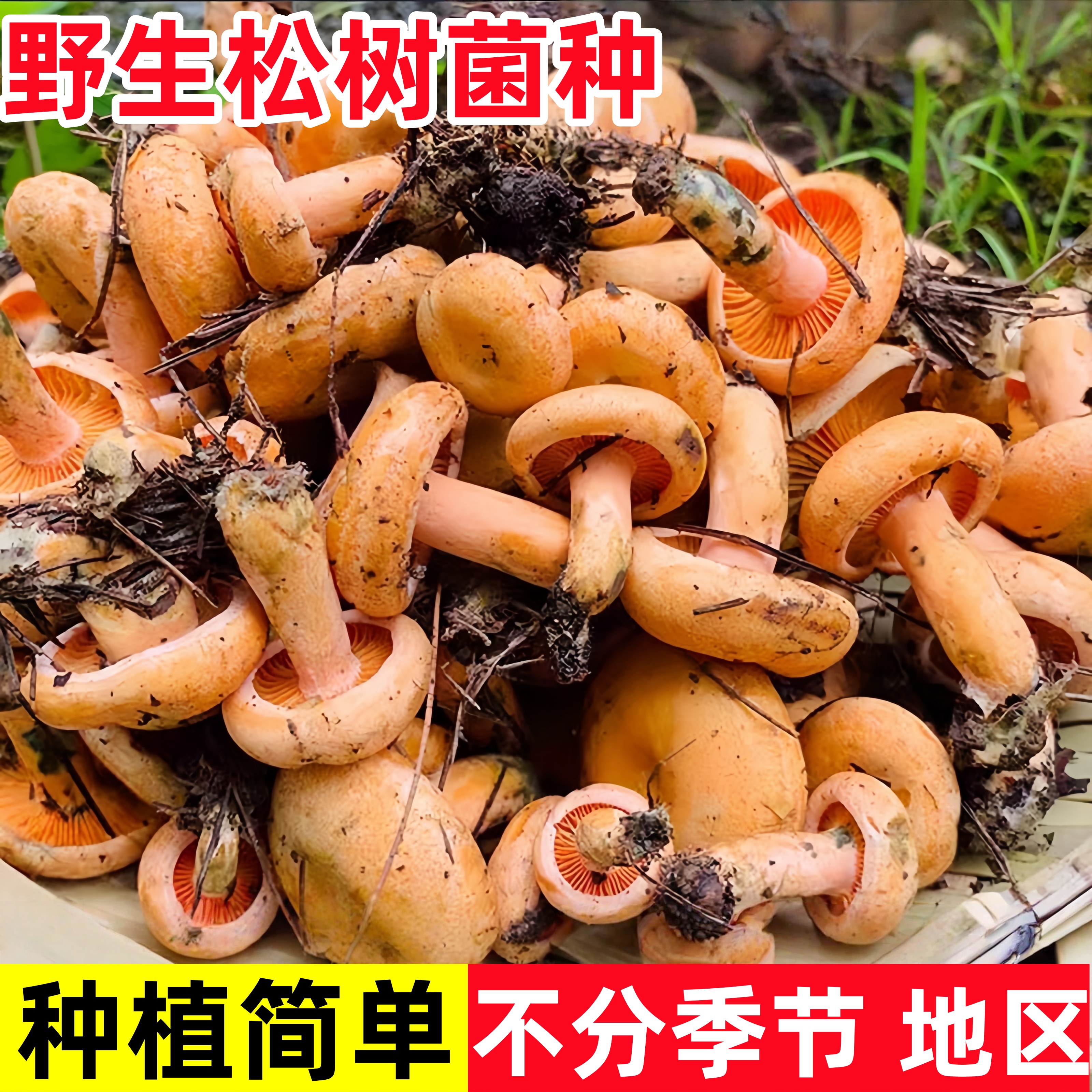 松树菌种乌枞菌包高产优质菌包菌种家种鸡枞菌枞树菌阳台庭院