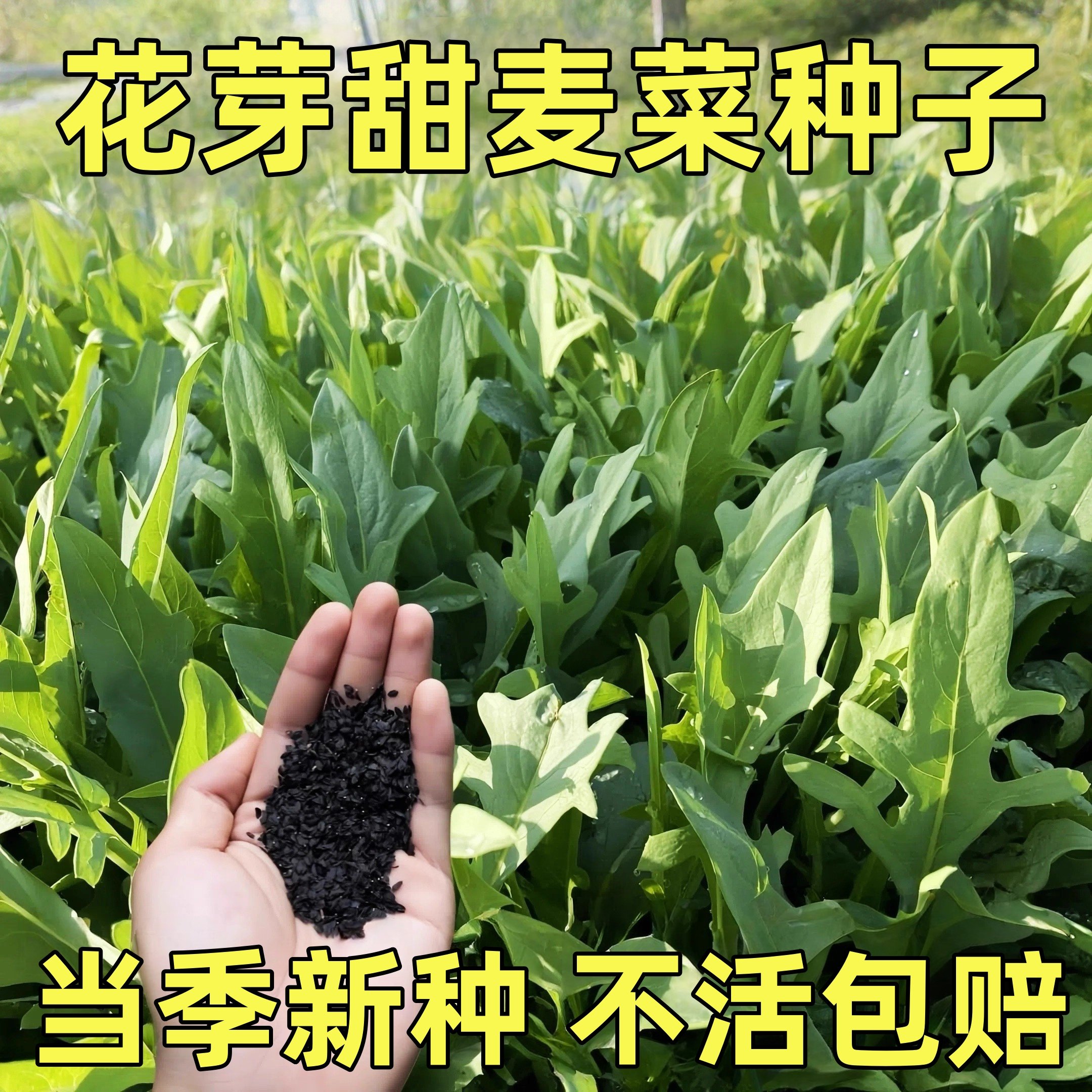 花芽甜麦菜种子甜脆花芽甜麦菜种子阳台盆栽耐热耐寒脆嫩蔬菜籽种,鲜花速递/花卉仿真/绿植园艺,家庭园艺种子,淘宝优惠券,粉丝福利购,淘宝优惠卷