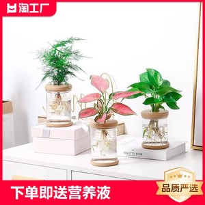 水培室内植物盆栽绿萝虎皮兰办公