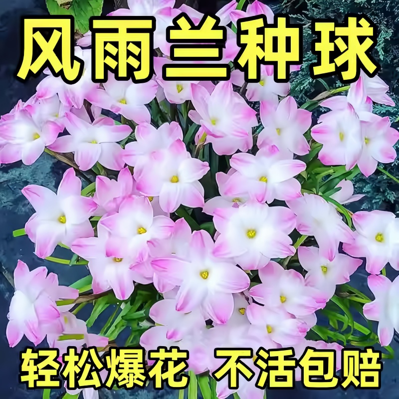 风雨兰种球重瓣韭兰葱兰花苗石蒜庭院花坛四季花卉绿植盆栽种子