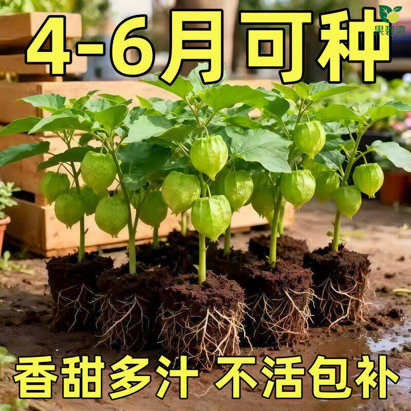 超甜姑娘果苗东北大黄姑娘果黄洋灯笼果四季阳台盆栽寿光苗场直发