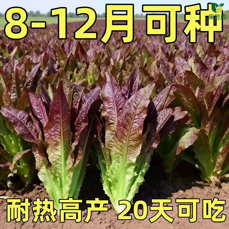 紫红油麦菜种子蔬菜种籽莜麦菜苦菜春秋四季阳台盆栽莴苣种孑