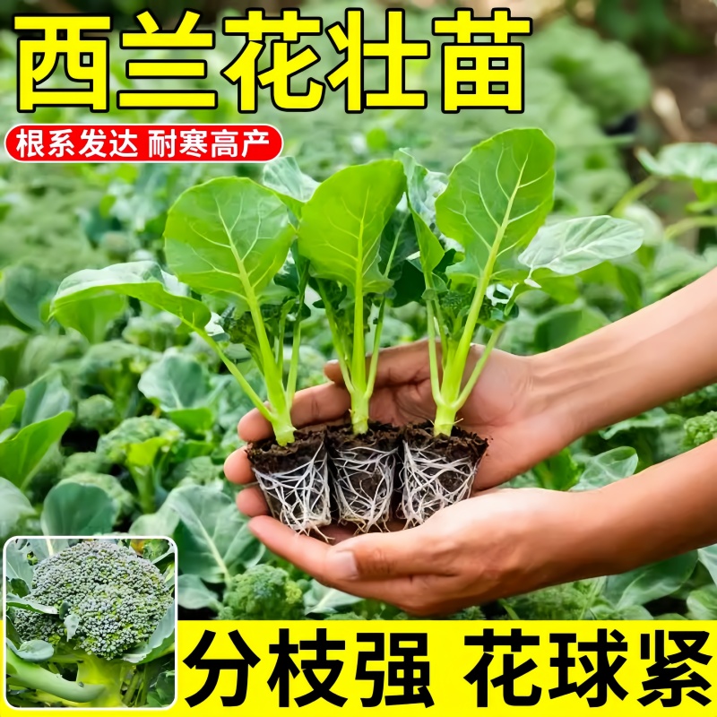 正品西兰花秧苗各种菜苗秧苗绿色花椰菜苗四季阳台盆栽秋冬耐寒