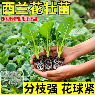 正品 阳台盆栽秋冬耐寒 西兰花秧苗各种菜苗秧苗绿色花椰菜苗四季