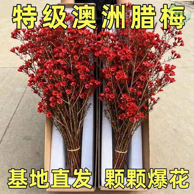 澳洲腊梅鲜切水培鲜枝云南基地直发真花银柳干花年宵花卉客厅摆件,鲜花速递/花卉仿真/绿植园艺,红掌/凤梨/温室花卉,淘宝优惠券,粉丝福利购,淘宝优惠卷