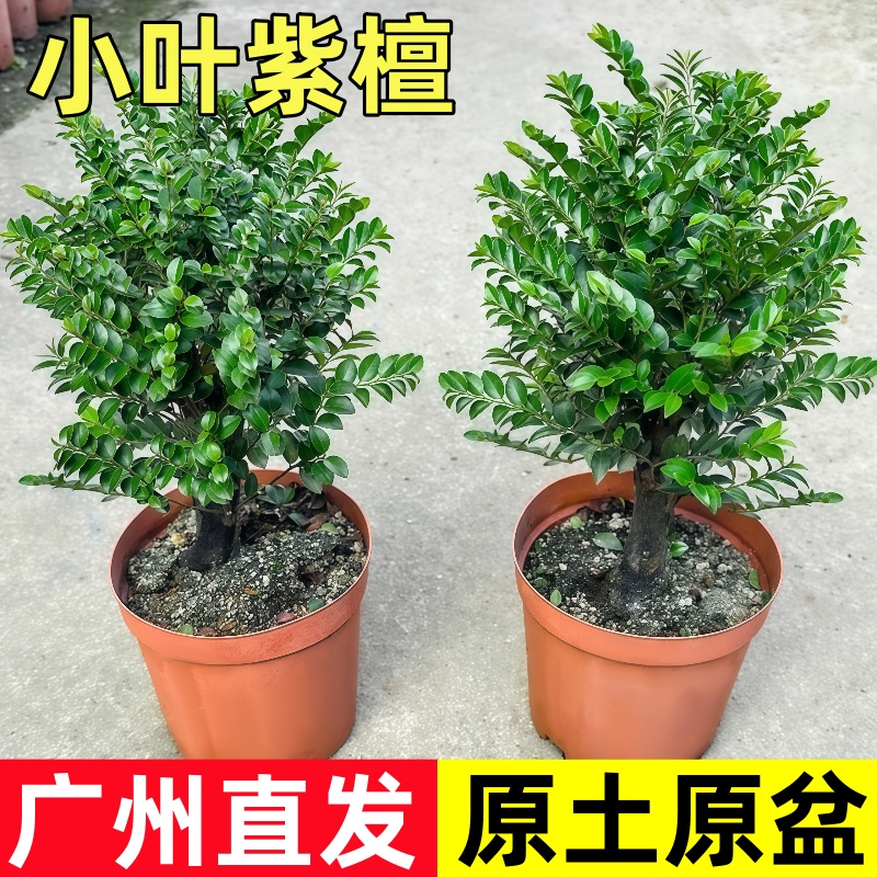 小叶紫檀盆景独杆老桩黑骨茶树苗室内客厅花卉盆栽办公室桌面绿植