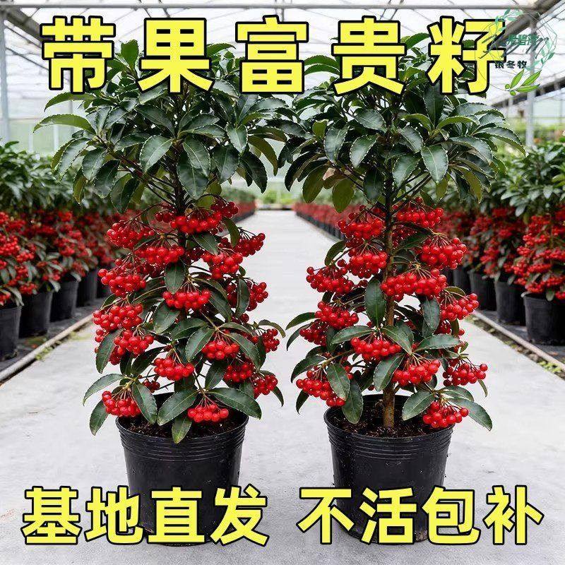 富贵籽盆栽黄金万两富贵子沙棘苗金玉满堂花卉植物办公室客厅招财,鲜花速递/花卉仿真/绿植园艺,红掌/凤梨/温室花卉,淘宝优惠券,粉丝福利购,淘宝优惠卷