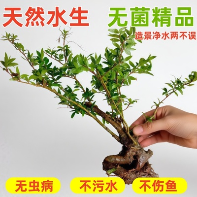 水杨梅鱼缸造景水陆缸水草水培土培老桩原生缸盆栽绿植水里的绿植