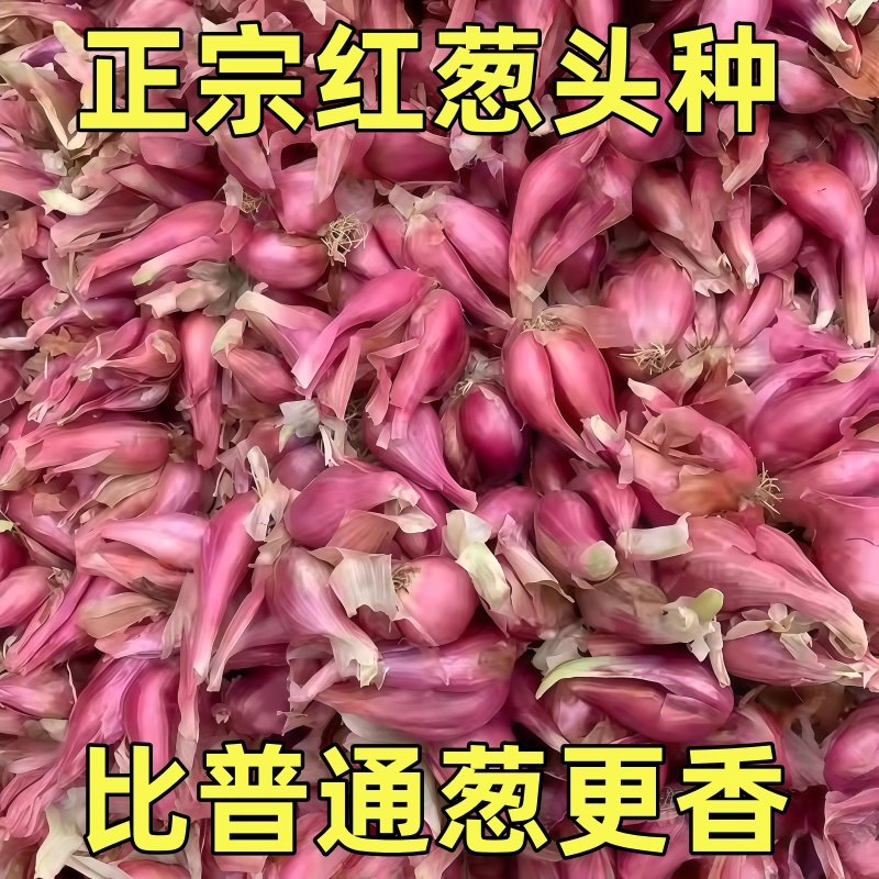 种植专用四川小香葱红葱头带芽盆栽火葱黄葱四季葱苗榨葱油干葱头,鲜花速递/花卉仿真/绿植园艺,种苗/半成品盆栽,淘宝优惠券,粉丝福利购,淘宝优惠卷
