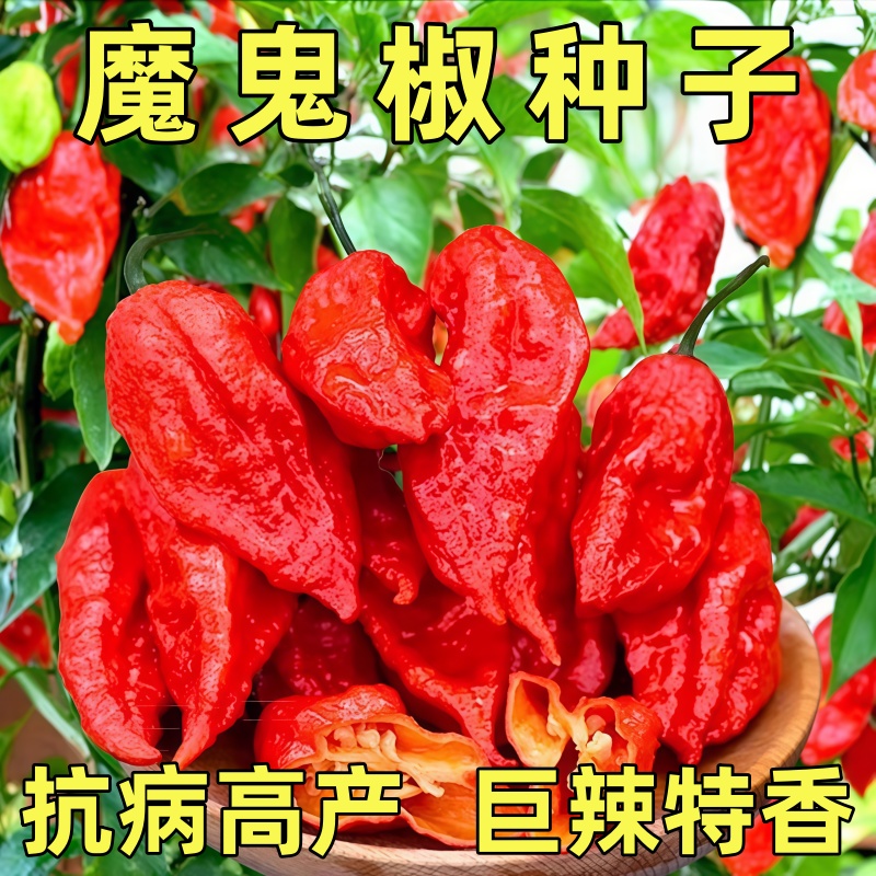 印度魔鬼椒辣椒种子特辣变态辣涮涮辣超辣龙息四季蔬菜种苗籽种孑