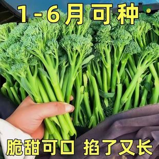 西兰苔种子甜杆西兰花长茎西洋芥兰青花笋耐寒冻农家田园蔬菜种子