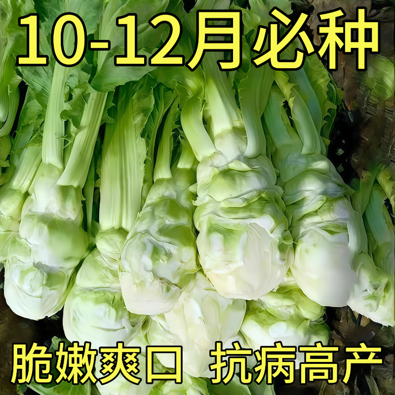 棒菜种子特大棒菜种子四季薄皮棒菜种子芥菜四川大头菜江西棒棒菜